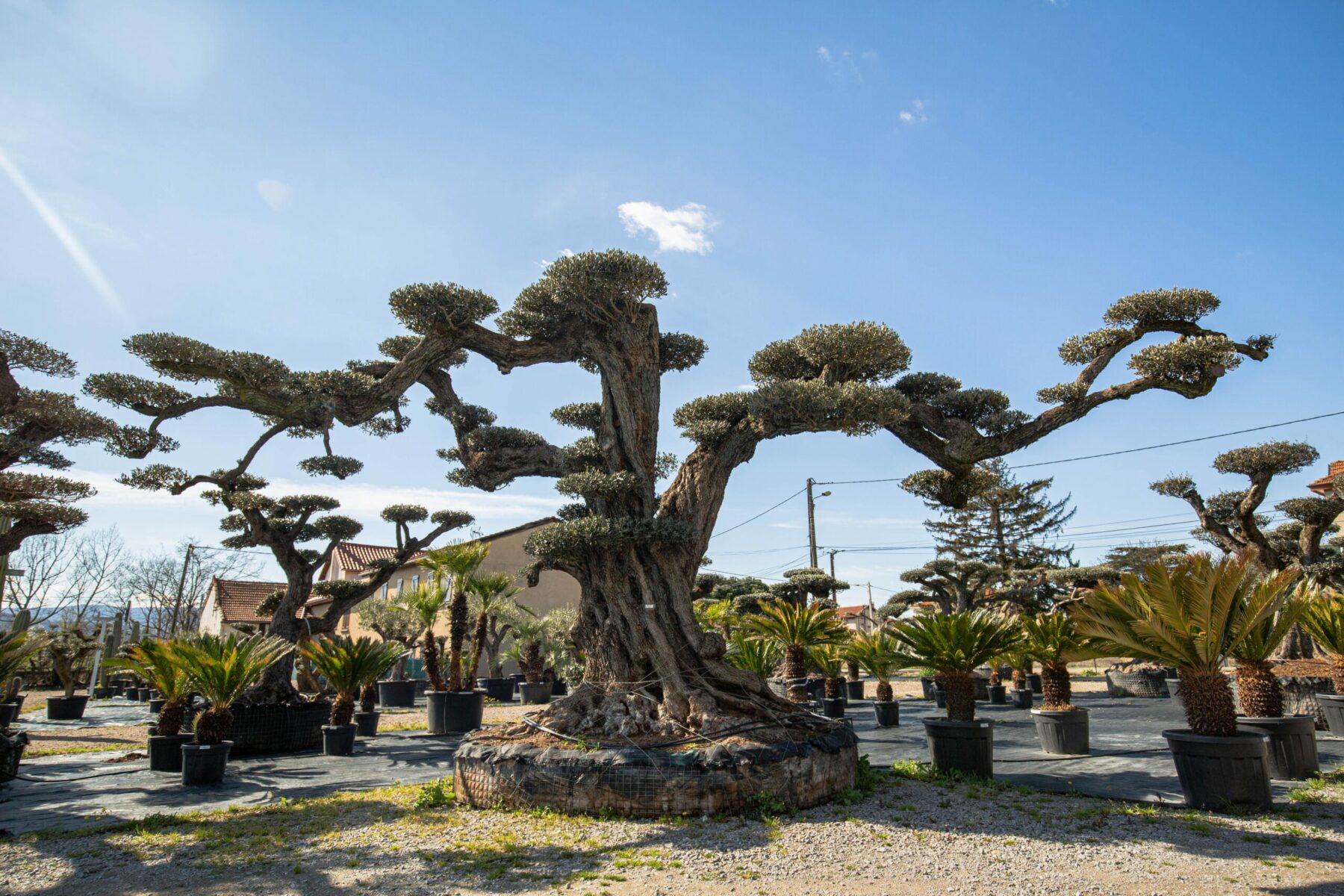 Un Jour Un Olivier Acheter Un Olivier Bordeaux Herblain Olivier 5