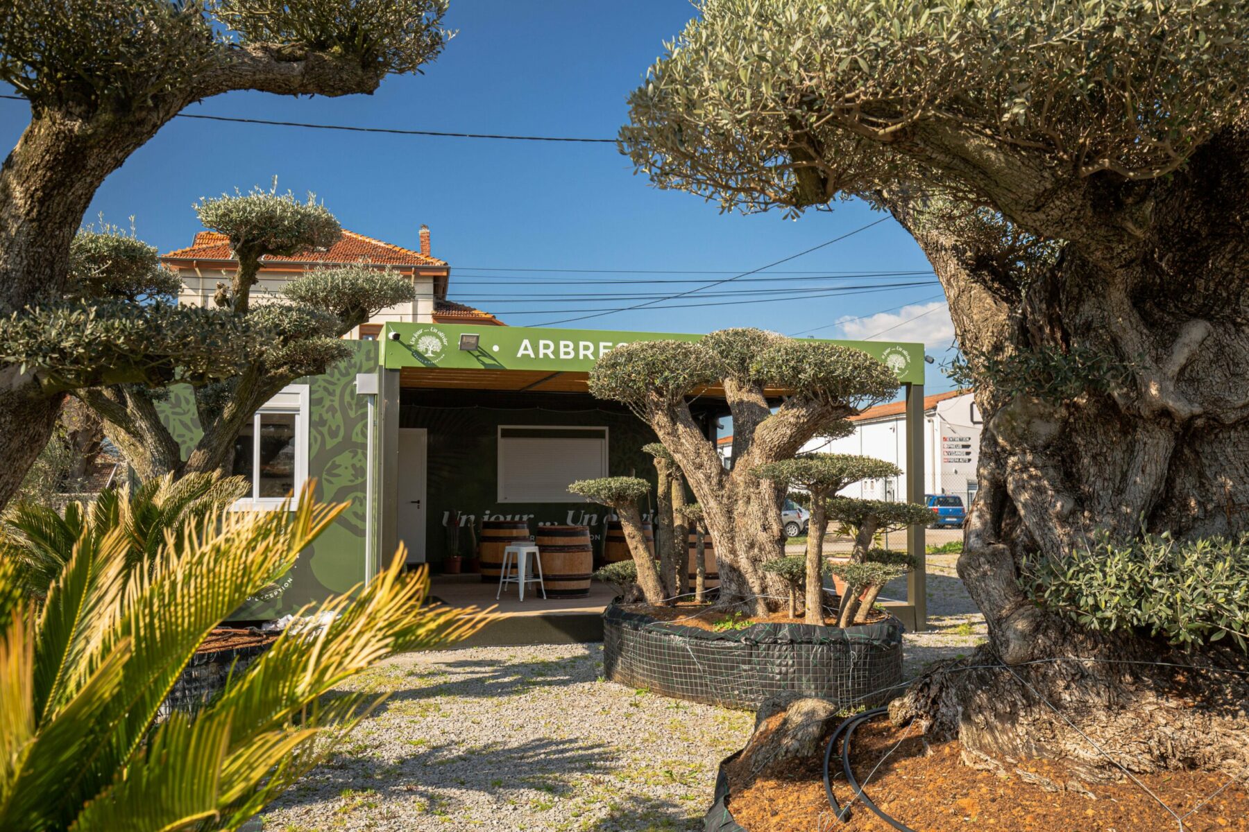 Un Jour Un Olivier Acheter Un Olivier Bordeaux Herblain Olivier 6