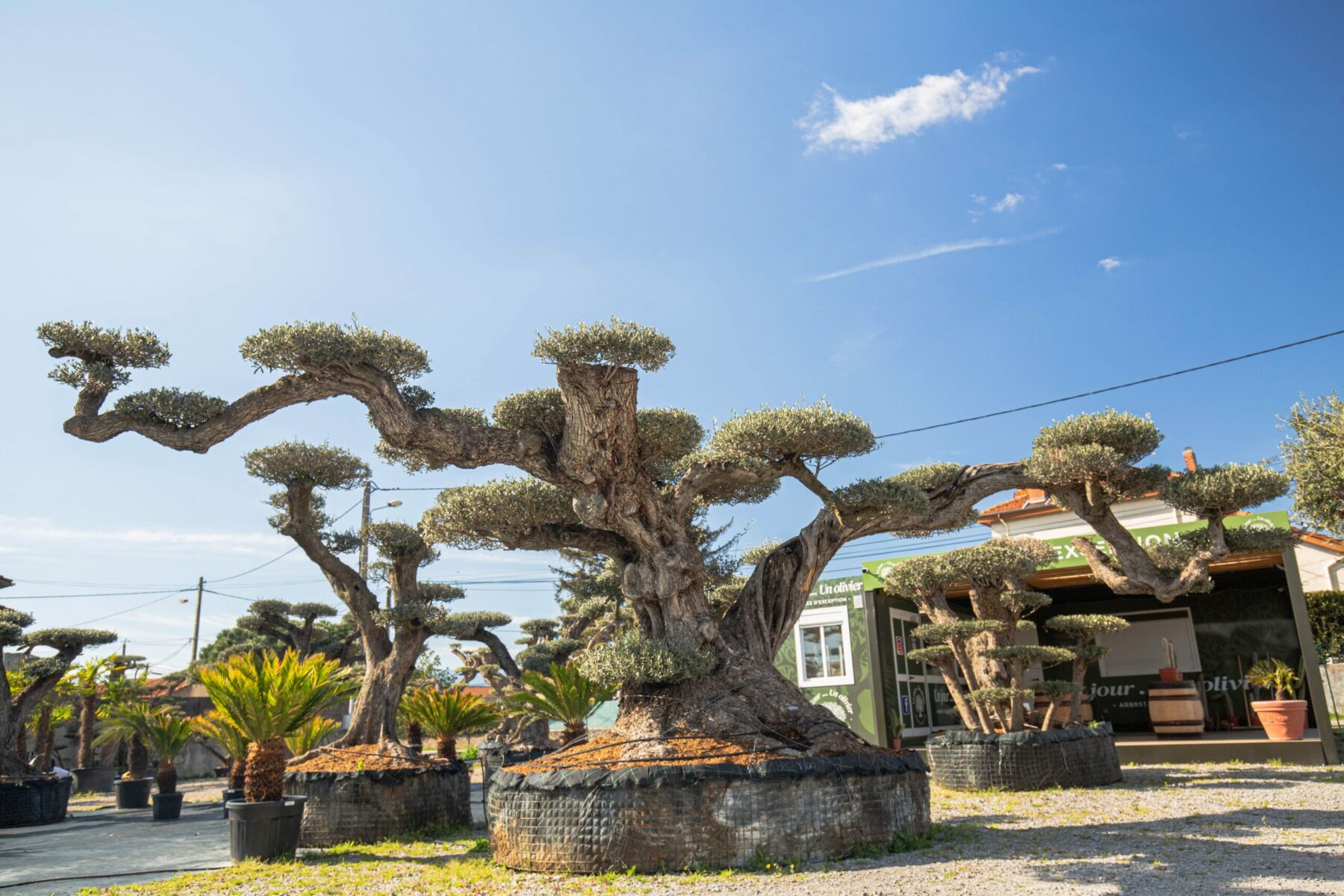 Un Jour Un Olivier Acheter Un Olivier Bordeaux Herblain Olivier 7