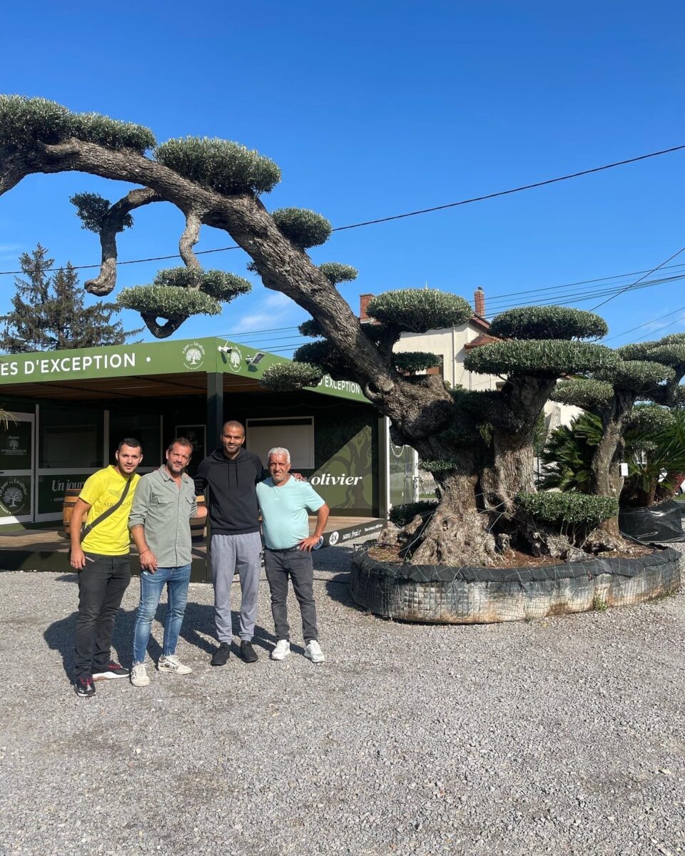 Un Jour Un Olivier Acheter Un Olivier Bordeaux Herblain Olivier 8