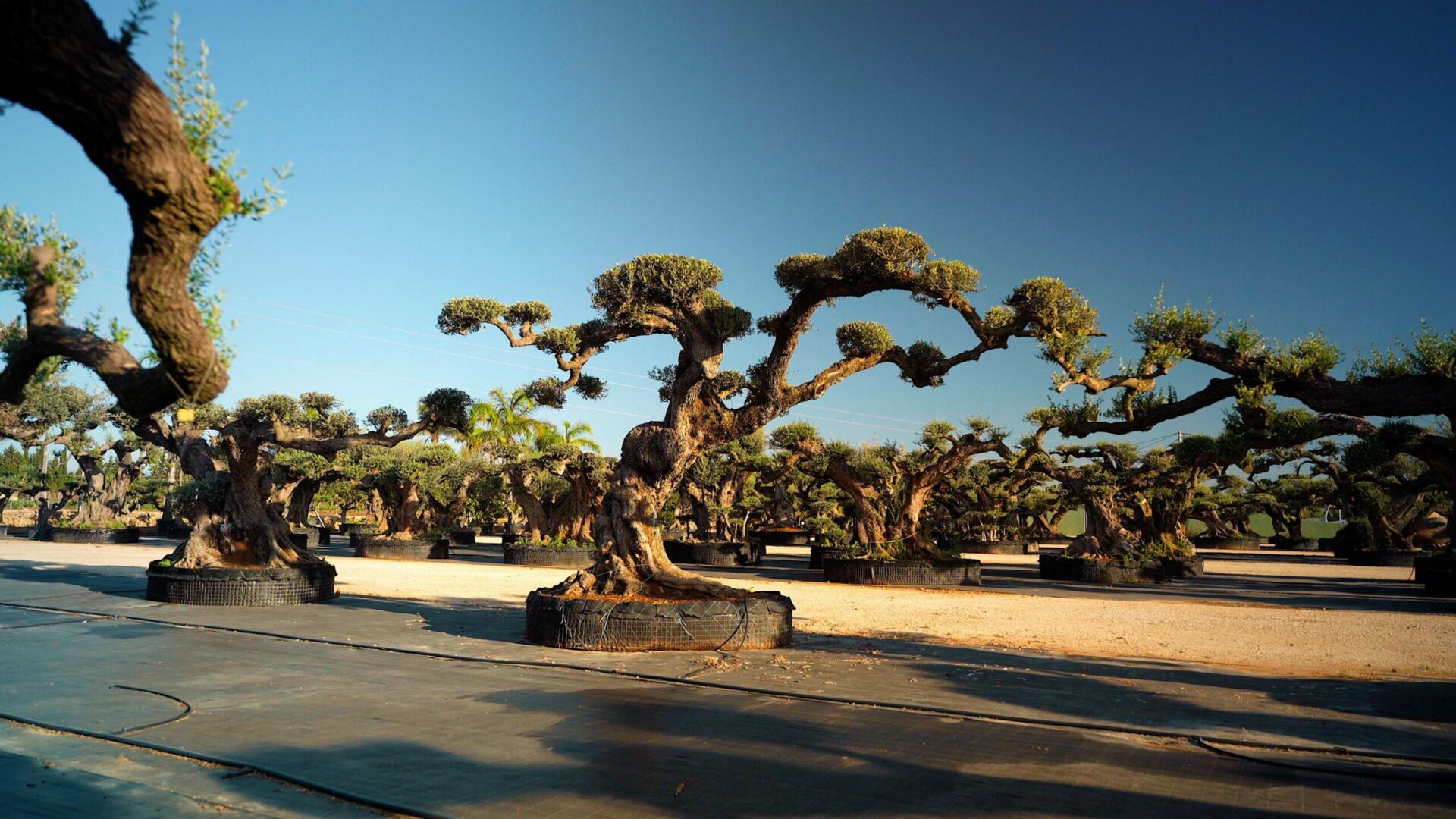 Un Jour Un Olivier Acheter Un Olivier Bordeaux Herblain Olivier 9