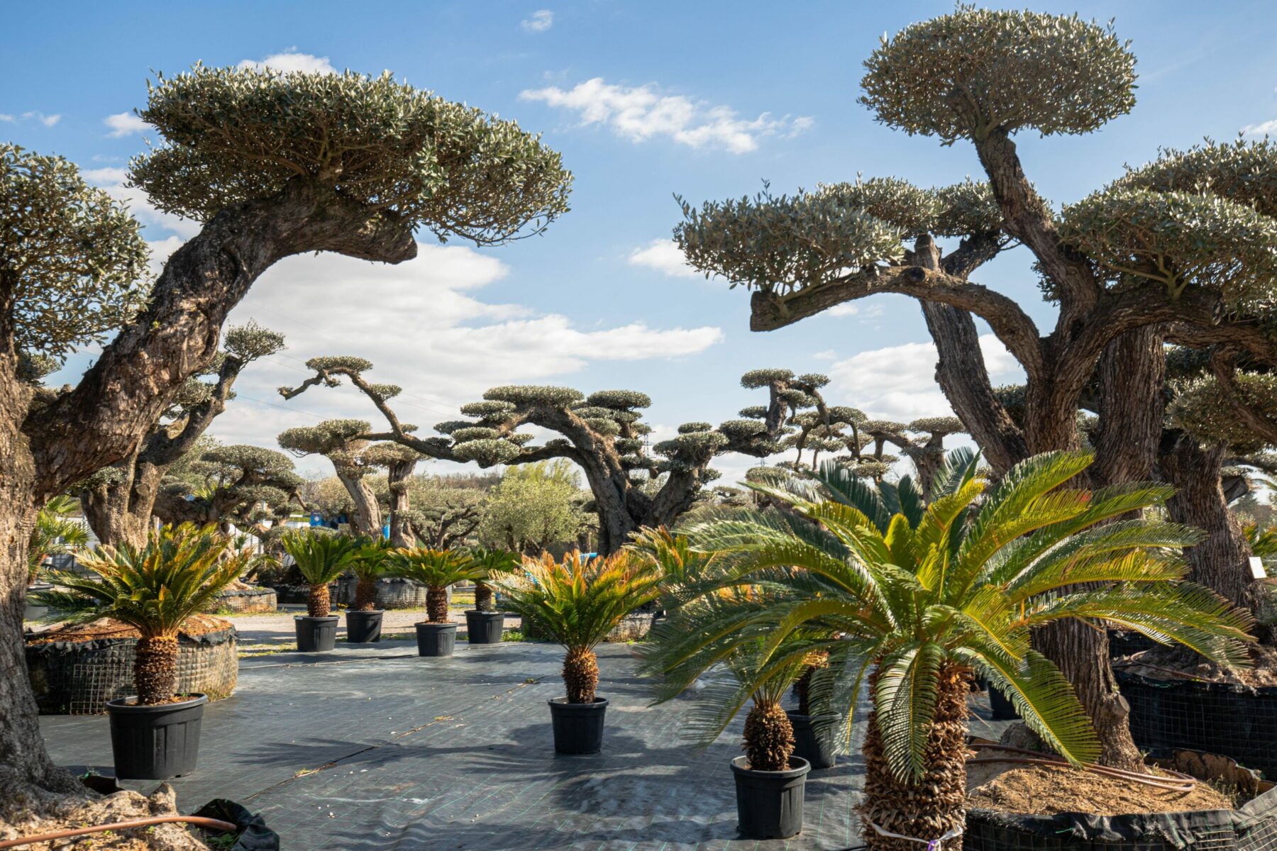 Un Jour Un Olivier Acheter Un Olivier Bordeaux Herblain Palmier 1