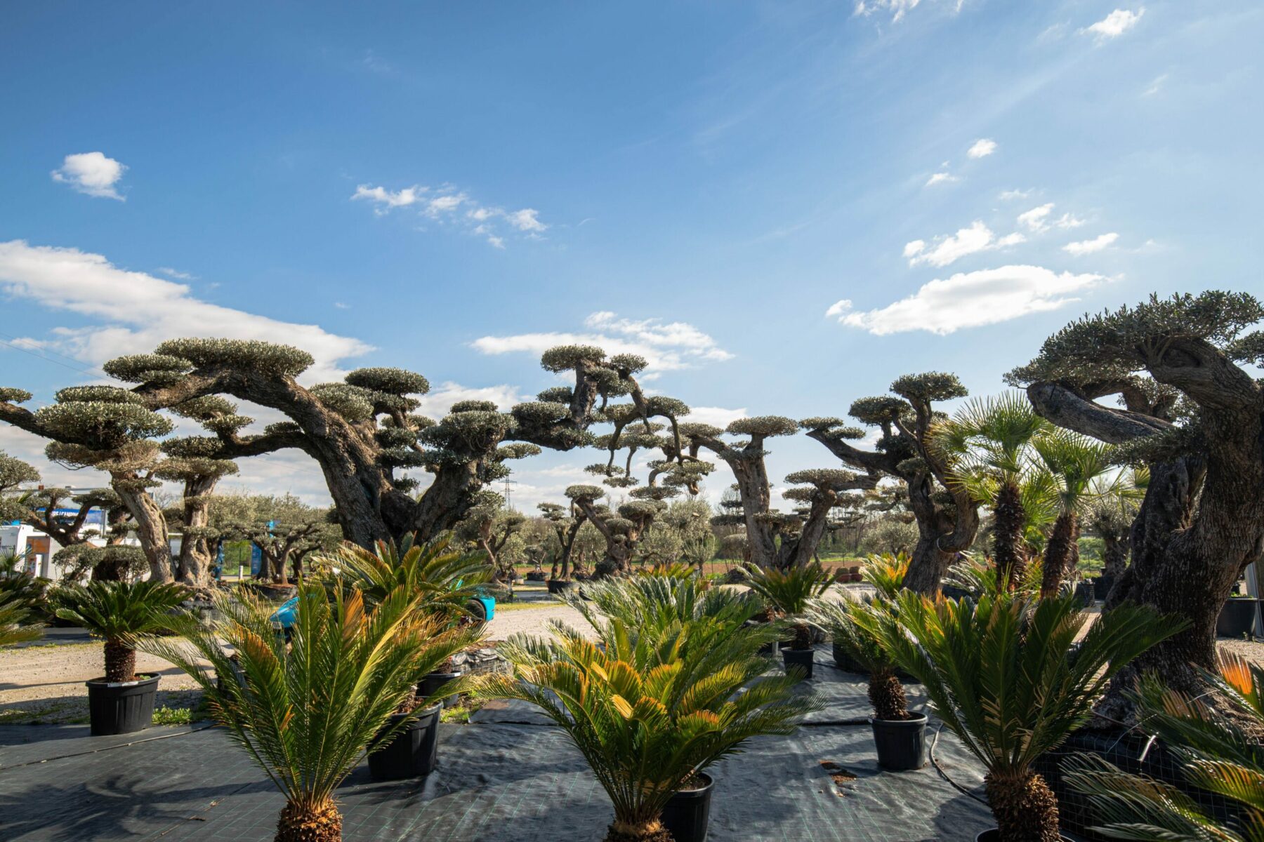 Un Jour Un Olivier Acheter Un Olivier Bordeaux Herblain Palmier 2