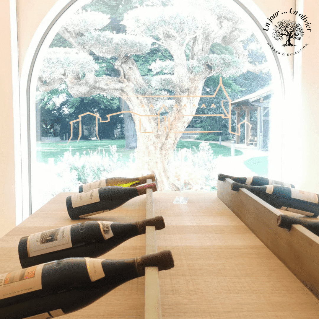 Un Jour Un Olivier Acheter Un Olivier Bordeaux Herblain Realisations 1