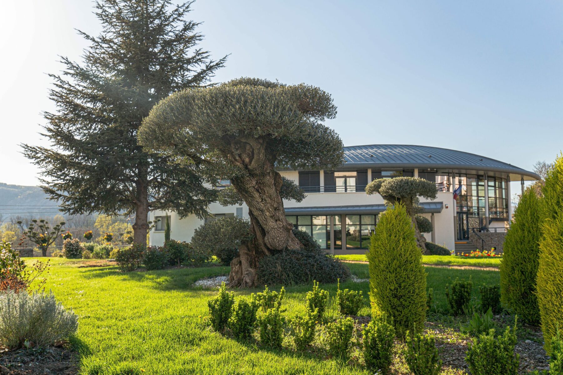 Un Jour Un Olivier Acheter Un Olivier Bordeaux Herblain Realisations 3