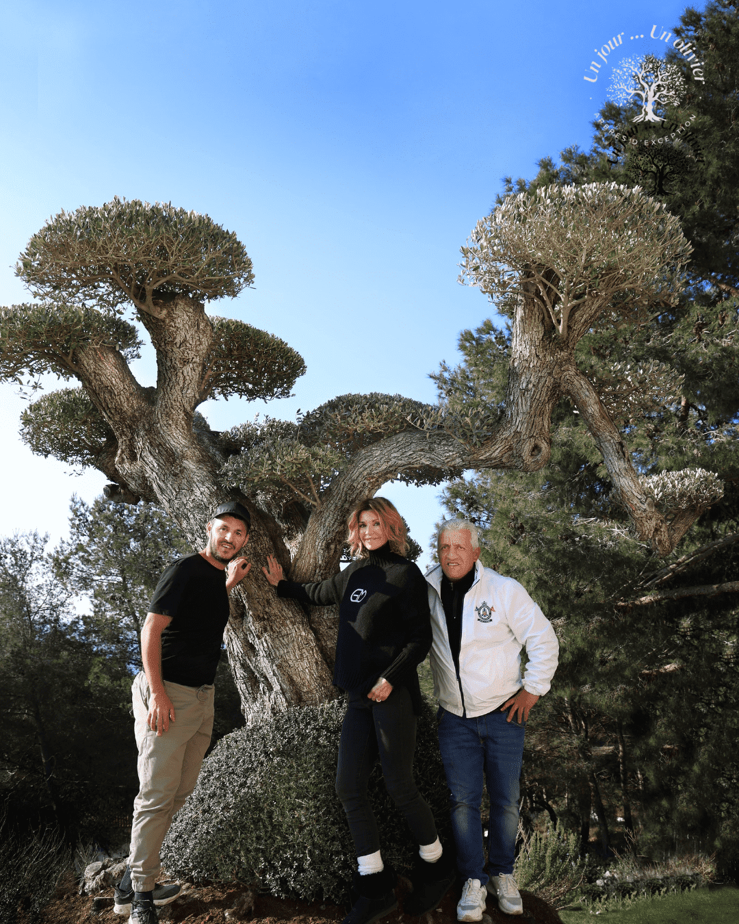 Un Jour Un Olivier Acheter Un Olivier Bordeaux Herblain Realisations 4