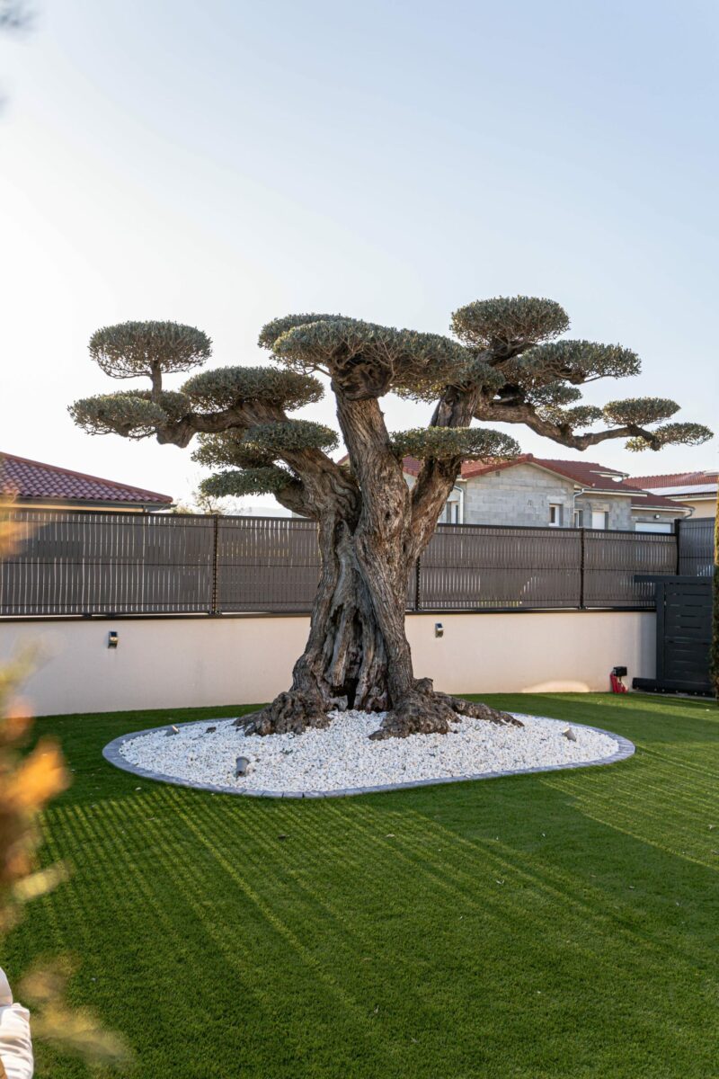 Un Jour Un Olivier Acheter Un Olivier Bordeaux Herblain Realisations 5