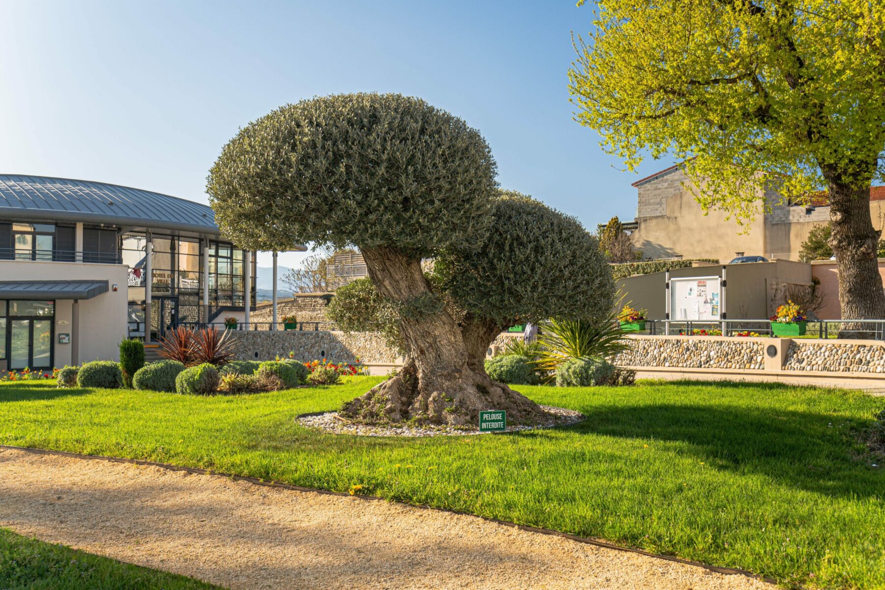 Un Jour Un Olivier Acheter Un Olivier Bordeaux Herblain Realisations 7