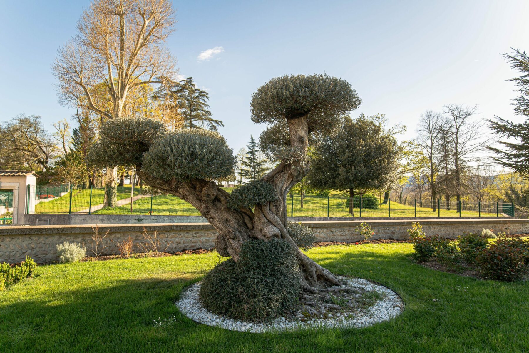 Un Jour Un Olivier Acheter Un Olivier Bordeaux Herblain Realisations 8