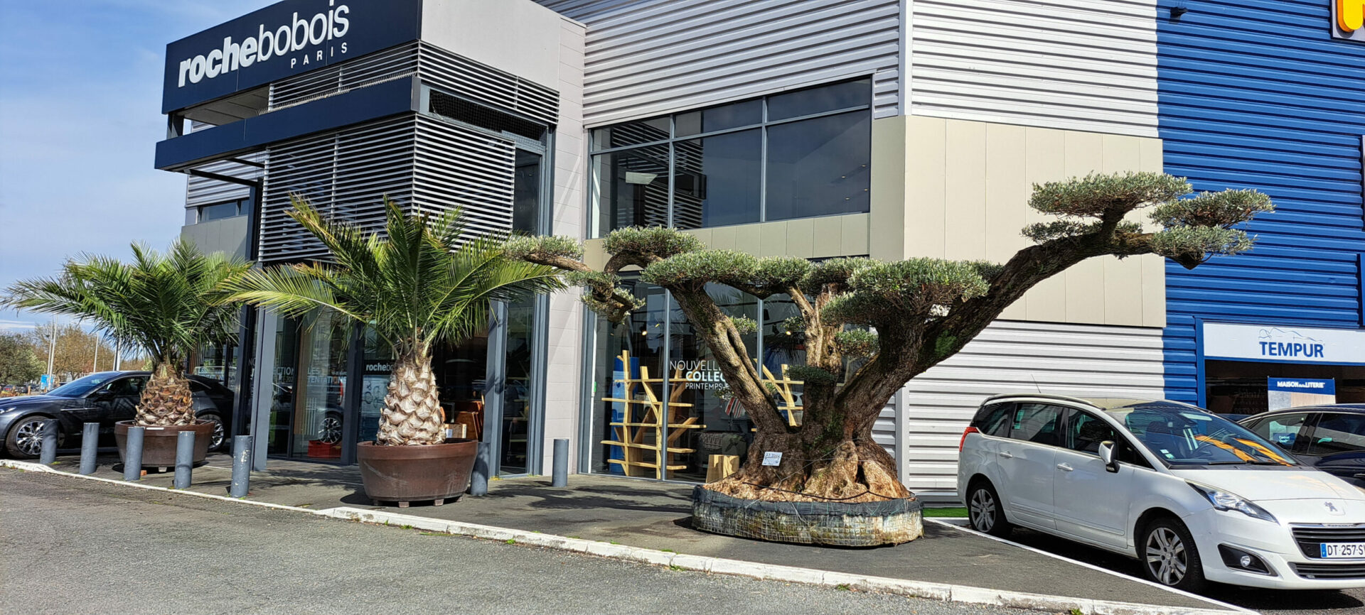 Un Jour Un Olivier Acheter Un Olivier Bordeaux Herblain Realisations